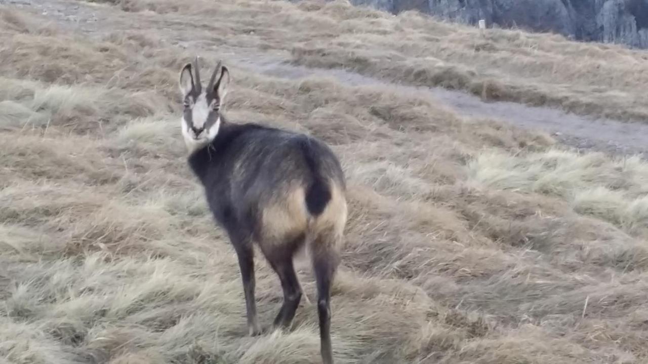 La Salamandre Gérardmer Eksteriør bilde